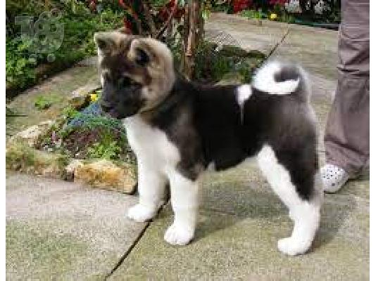 akita s iznimno kvalitetnim temperamentom i formom s